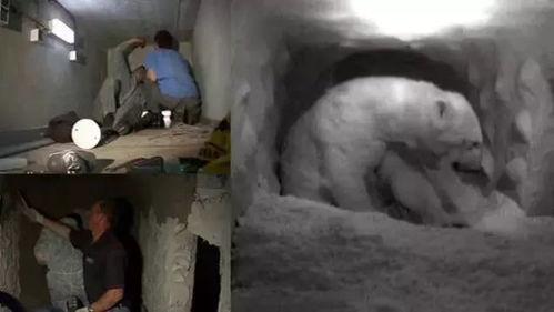 云歌爆料北极熊视频大全,北极熊生活瞬间，高清视频大全呈现